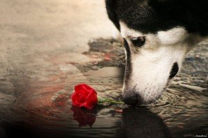 How to Ease Bathroom Pet Peeves