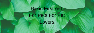 Basic First Aid For Pets For Pet Lovers