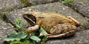 The Best Way For Caring For a Pet Toad light yellow