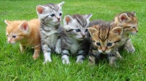 Basic First Aid For Pets cat group