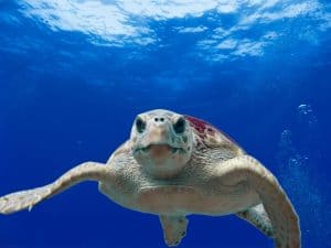 Turtle Is One Of The Best Kind Of Pet blue water