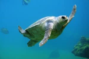 Turtle Is One Of The Best Kind Of Pet green water
