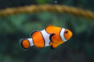 The Caring And Breeding of Discus Fish white orange