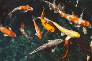 A Few Methods With A Best Koi Fish Fish-Pond