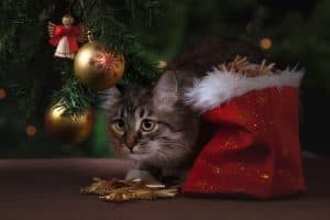 Basic First Aid For Pets cat Christmas time