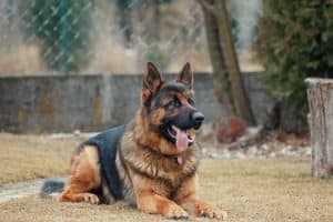 All You Need To Know About The Large Dog Care