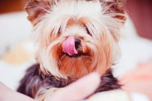 How to take care of a Yorkie hair
