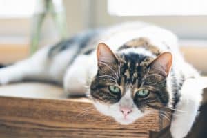 Tips to Make Your New Pet Feel at Home