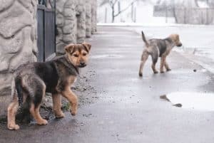 what is the best Pet health insurance policy