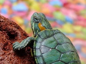 Turtle Is One Of The Best Kind Of Pet