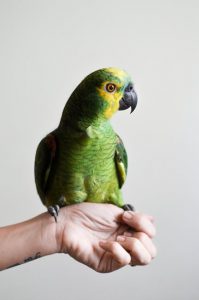 How to get Pet Birds NOT to Bite You