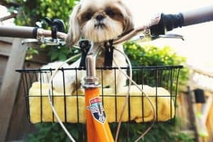 Best Cheap Pets Supplies Online