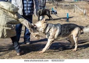 Deadly Aftermaths When Pets Attack Pet Owners