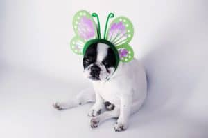 spooky Pets For halloween - pets halloween costume