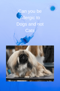 Can you be Allergic to Dogs and not Cats