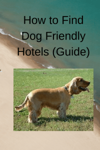 How to Find Dog Friendly Hotels (Guide)