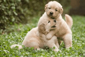 7 Tips To Maintain Your Pet Healthy And