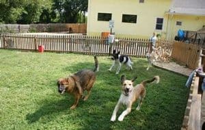 Pet Care Specialist Columbus Ne