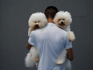 How To Locate Pet Friendly Hotels and Motels