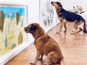 All About Pet Insurance 