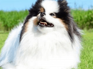 Most Pet Owners Ask I