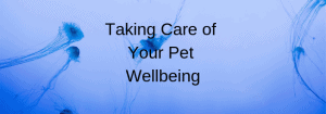Taking Care of Your Pet Wellbeing