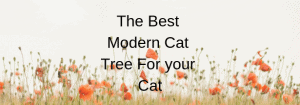 The Best Modern Cat Tree For your Cat