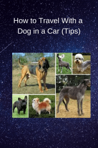 How to Travel With a Dog in a Car (Tips)
