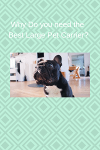 Why Do you need the Best Large Pet Carrier?