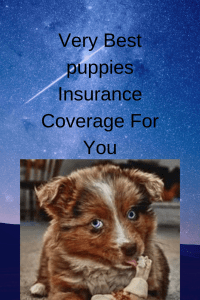 What is the best pet insurance for puppies?