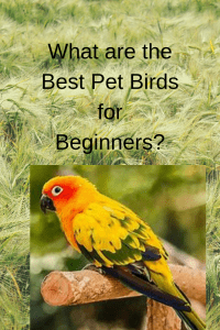What are the Best Pet Birds for Beginners