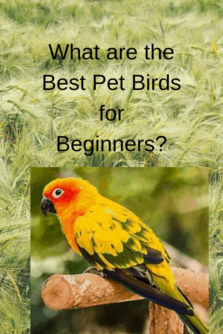 How to Decide If a Pet Bird Is Right For You - Pets Care Ideas
