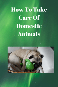 How To Take Care Of Domestic Animals