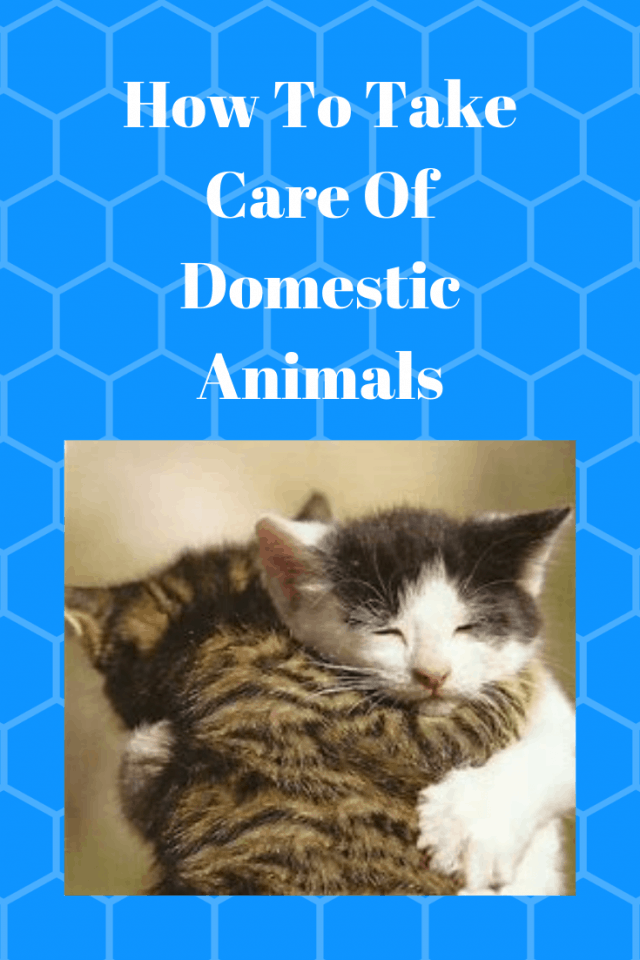 How To Take Care Of Domestic Animals - Pets Care Ideas