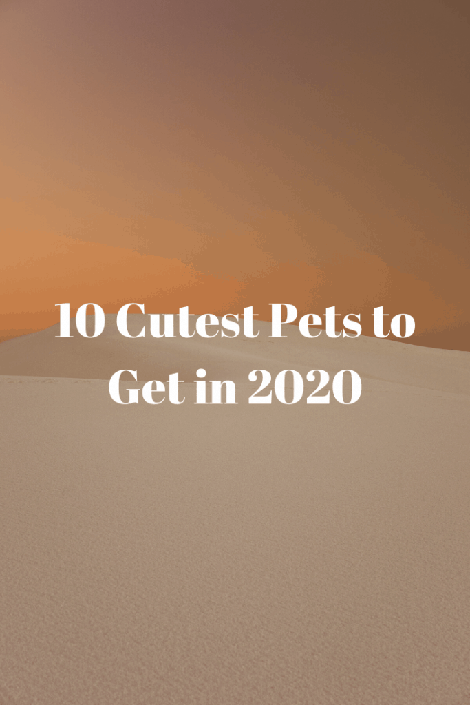 10 Cutest Pets 