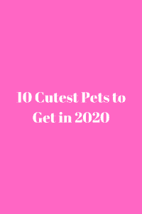Cutest Pets to Get