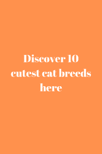 Discover 10 cutest cat breeds here