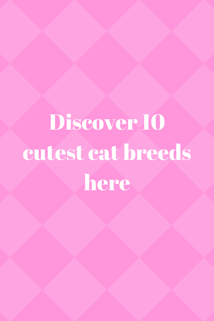 cutest cat breeds here