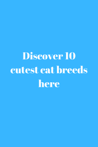 cutest cat breeds