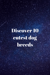 Discover 10 cutest dog breeds