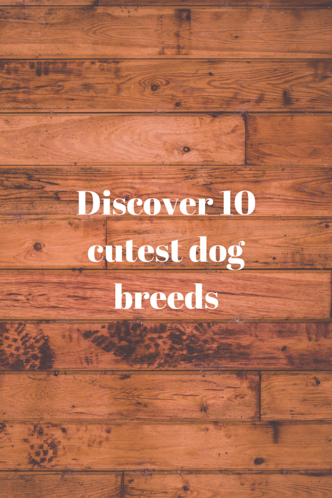 cutest dog breeds