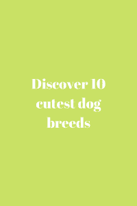 10 cutest dog breeds